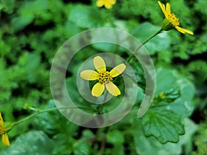 Rainy season Yellow flowers captured by oppo Reno 10 X zoom pro mode