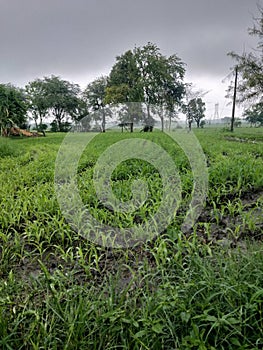 rainy sesion corn photo