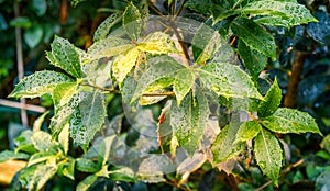 Rainy situation - rain drops settle on the leaves of a garden shrub