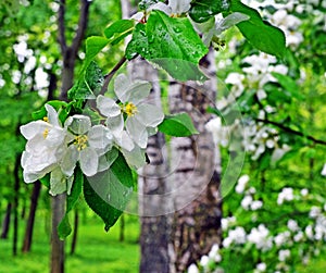 Rainy spring. Branch of blossoming apple-tree.