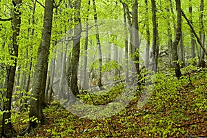 Rainy spring forest, Croatia