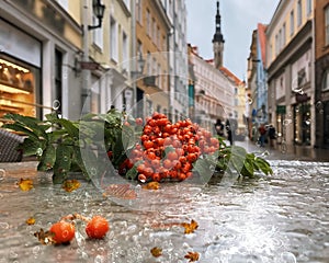 Rainy street rowan berry on wet asphalt water drops and yellow leaves fall on horizon Tallinn old town medieval city Autumn seaso