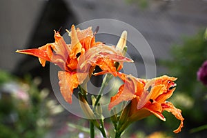 Original orange flowers of a hemerocallis.