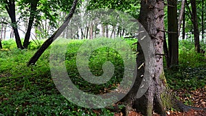 Rainy summer forest with large coniferous tree trunk with snapped lower branches, possibly pine tree in front