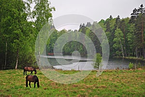 Rainy Swedish landscape