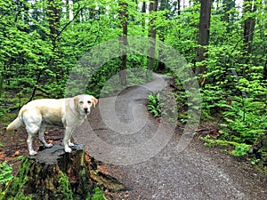 A rainy trail in the forest with a yellow lab dog, in pacific spirit regional park, Vancouver, British Columbia, Canada.