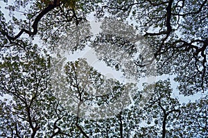 Rainy tree against the background of cloudless sky