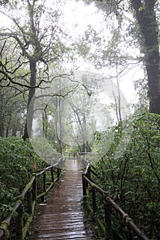 Rainy walking path