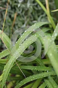 Rainy weather in Slovakia