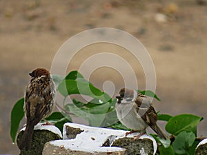 Rainy weather. Two wet Field sparrow lat. Passer montanus in the rain