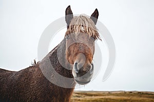 Rainy Wet Icelandic Horse