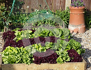 Raised Bed filled with spring lettuces