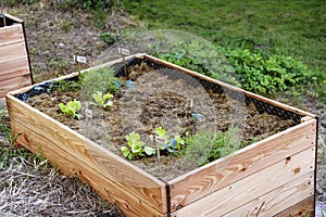 raised bed with freshly planted young vegetables and organic mulch in a permaculture garden