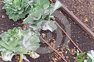 Raised bed garden with cabbage heads in snow cover at wintertime near Dallas, Texas, America