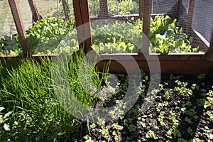 Garden enclosure to protect vegetables from small animals photo