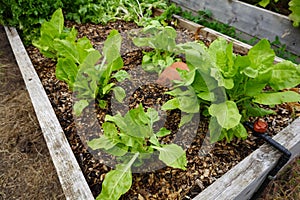 raised bed for growing chard with wood mulching and automatic irrigation