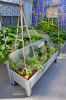 Raised bed orchard urban garden