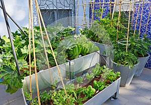 Raised bed orchard urban garden