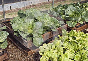 Raised bed pallet vegetable garden