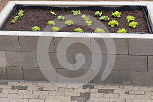 Raised bed of stone with salad