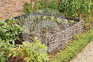 A raised bed surrounded by woven willow in the kitchen garden of an old country house