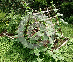 Front Yard Garden With Climbing Trellis