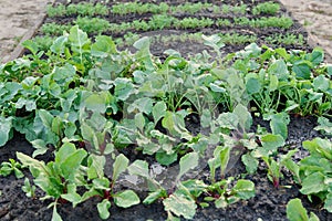 Raised bed with young plants vegetables herbs spring season