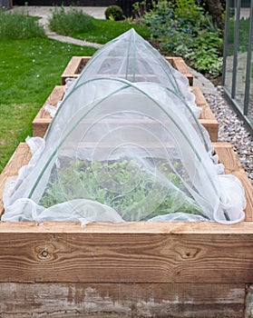 Raised beds covered with netting, with vegetables growing, photographed in a suburban garden in Northwood, UK. photo