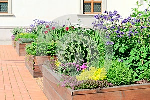 Raised beds in an urban garden growing plants flowers, herbs spices and berries