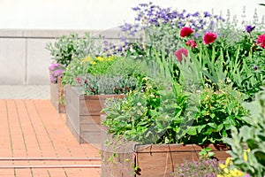 Raised beds in an urban garden growing plants herbs spices and vegetables