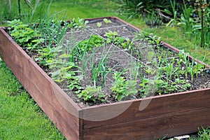 Raised beds in an urban garden growing plants herbs spices and vegetables.