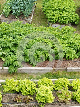 Raised beds of various vegetable plants potatoes