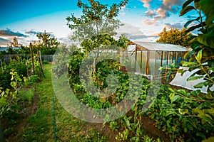 Raised Beds In Vegetable Garden