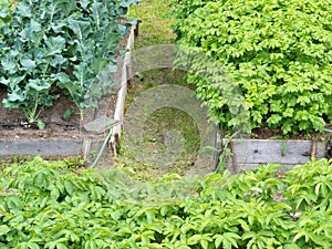 Raised beds of vegetable plants potatoes broccoli