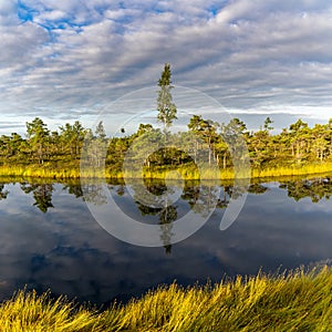 Raised bog and marsh landscape under an expressive sky