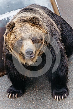 Raised Brown Bear crawling on the concrete ground at Noboribetsu Bear Park in Hokkaido, Japan