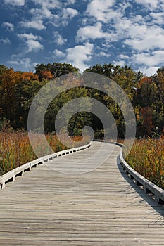 A raised, curved, wood, walking platform through wetlands leading to a some woods in the fall at Hastings Lake Forest Preserve