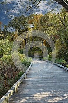 A raised, curved, wood, walking platform through wetlands leading to a the woods in the fall at Hastings Lake Forest Preserve