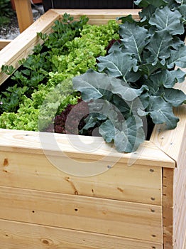 Raised garden bed for container gardening photo