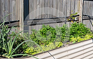 Raised Garden Bed In A Home Backyard