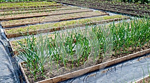 Raised garden beds with greens and vegetables at the end of planting season