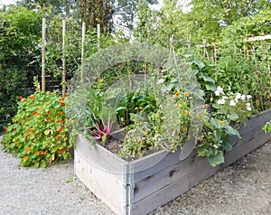 Raised Garden beds photo