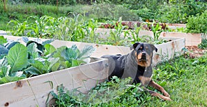 Raised Garden With Rottweiler