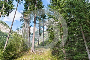 Raised hide in a forest, Austria
