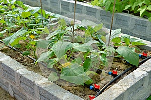 Raised vegetable bed with irrigation photo