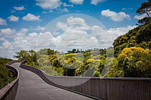 Raised shared path curving through lush green park towards Orakei Basin. Beautiful summer day in Auckland, New Zealand