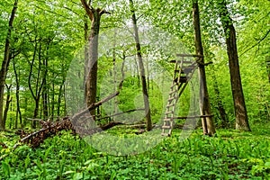 Raised stand in a natural green forest in Germany