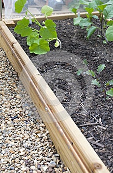 Raised vegetable bed
