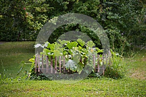 Raised vegetable bed, bordered with a wooden fence in the lawn in a country garden, in it growing zucchini plants with orange