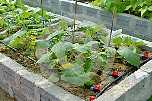 Raised vegetable bed with irrigation